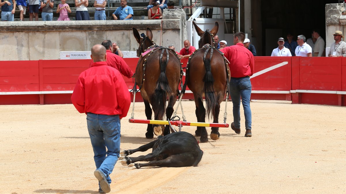 Novillada sans picadors de La Paluna pour Javier Cuartero, Mathias Sauvaire, Clovis et Israel Guirao (Photo Anthony Maurin)