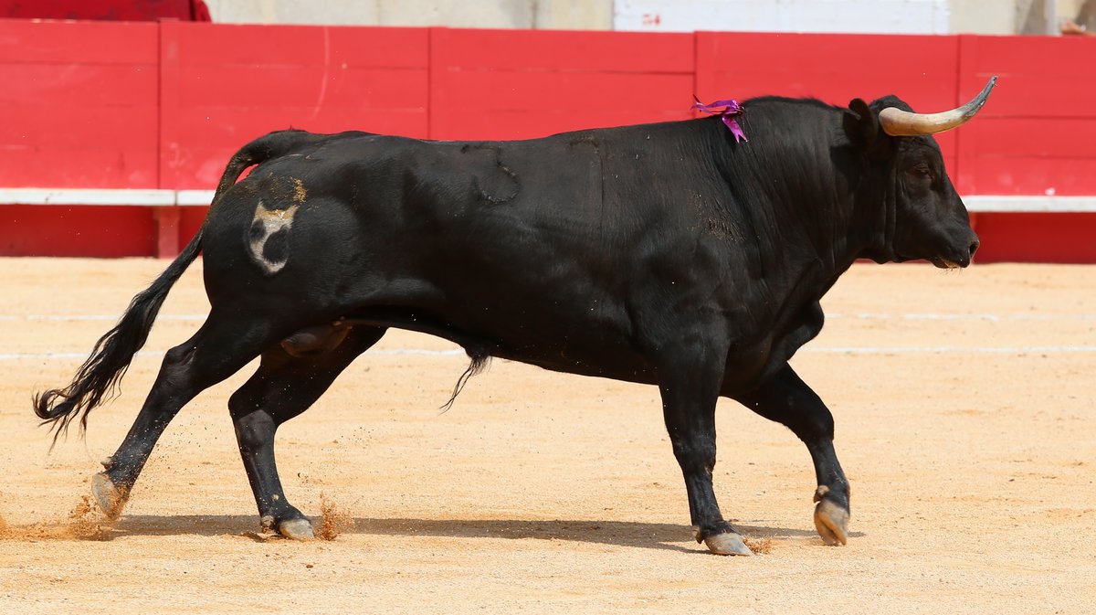 Novillada de la Cape d'Or de Talavante pour Eduardo Neyra, Tomas Bastos et Victor (Photo Anthony Maurin)CV4P8159