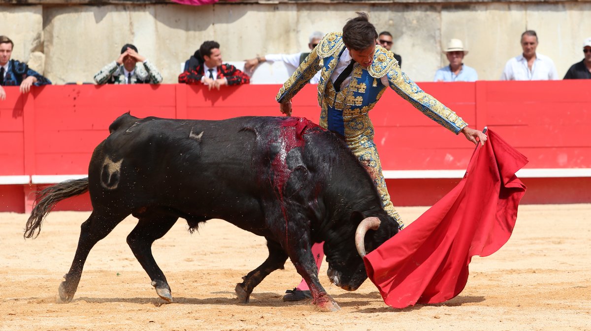 Novillada de la Cape d'Or de Talavante pour Eduardo Neyra, Tomas Bastos et Victor (Photo Anthony Maurin)