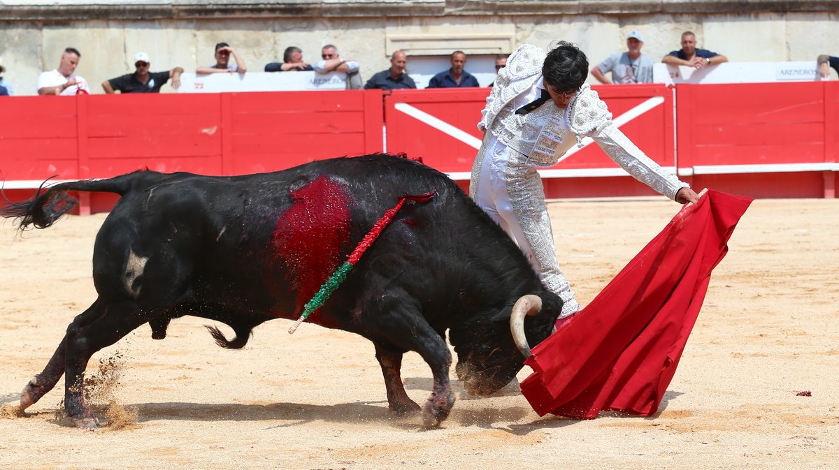 Novillada de la Cape d'Or de Talavante pour Eduardo Neyra, Tomas Bastos et Victor (Photo Anthony Maurin)