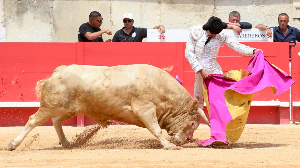 Novillada de la Cape d'Or de Talavante pour Eduardo Neyra, Tomas Bastos et Victor (Photo Anthony Maurin)