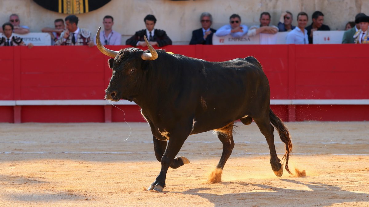 6Corrida de Robert Margé pour Miguel Angel Perera, Juan Pablo Sanchez et Clemente (Photo Anthony Maurin)