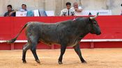 Solo de Victorino Martin pour Borja Jimenez (Photo Anthony Maurin)