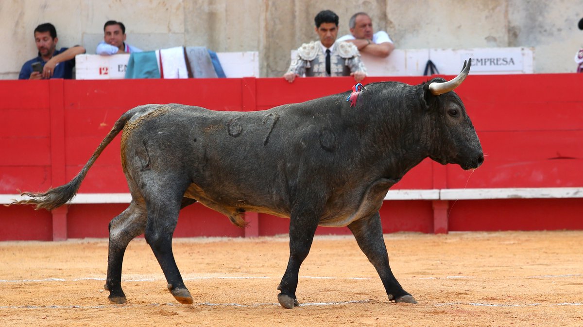 Solo de Victorino Martin pour Borja Jimenez (Photo Anthony Maurin)