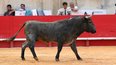 Solo de Victorino Martin pour Borja Jimenez (Photo Anthony Maurin)