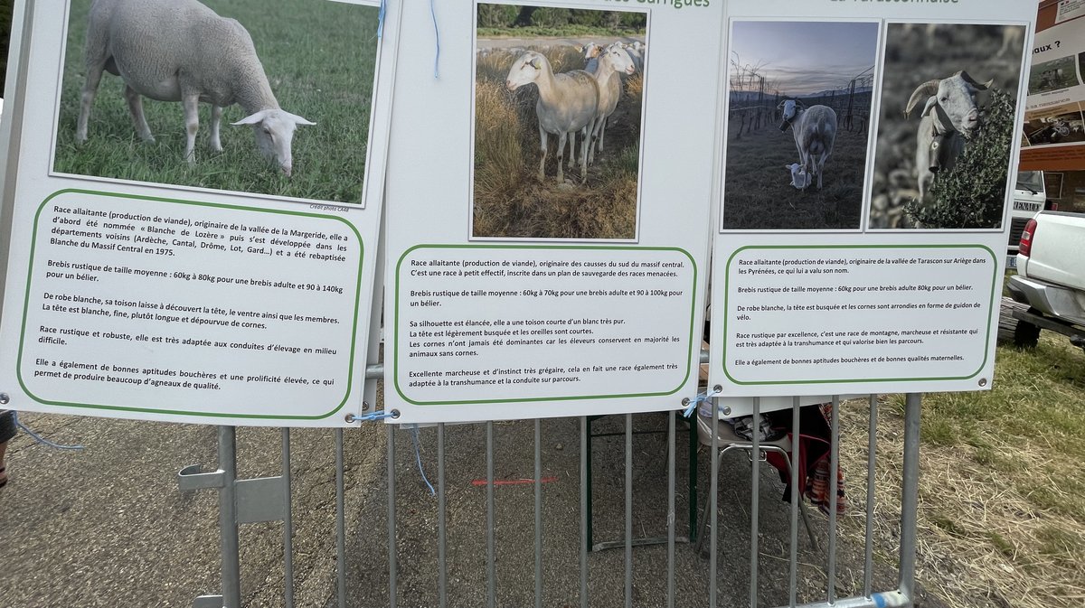 Transhumance 2025
