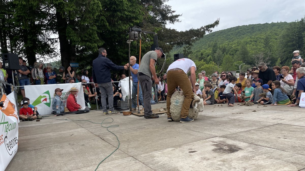 Transhumance 2025