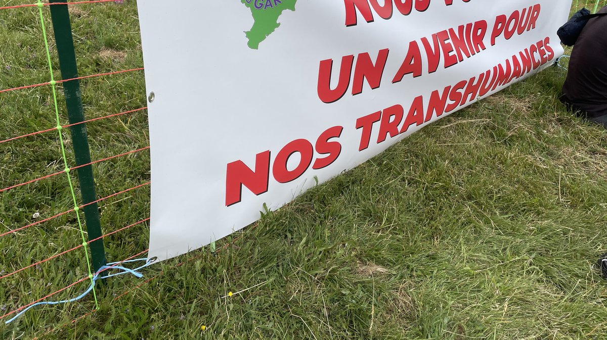 Transhumance 2025