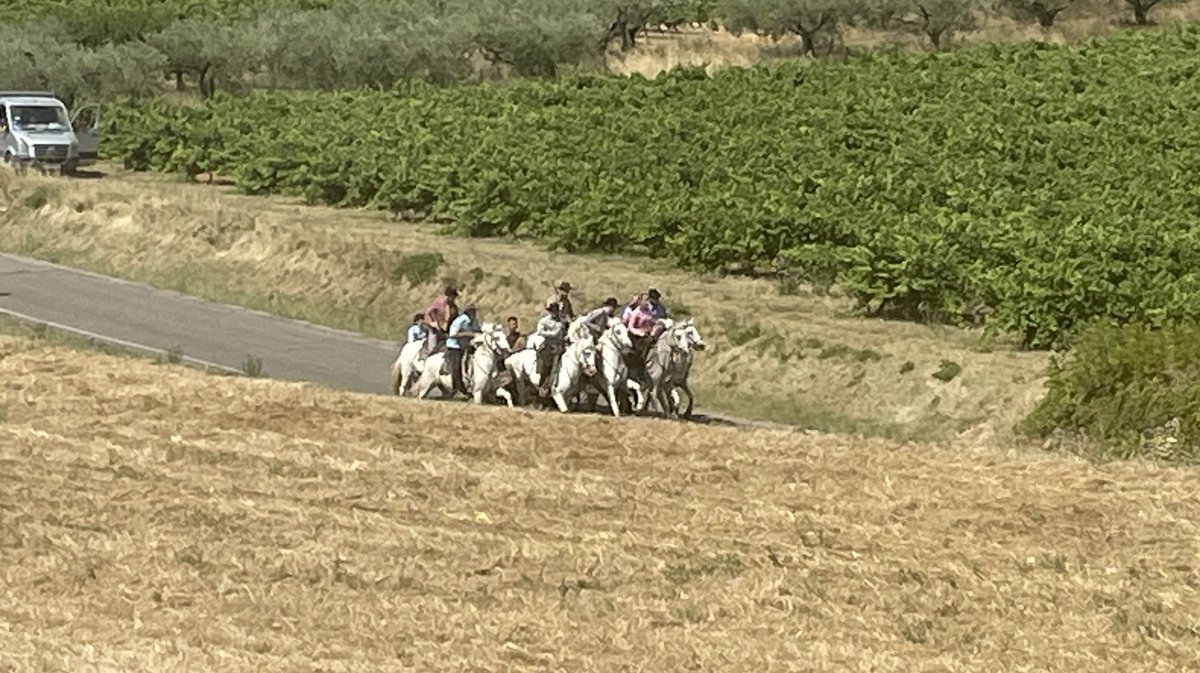 Concours d'abrivado de Sernhac pour le festival 'Traditions & Aficion' de Nîmes Métropole 2025