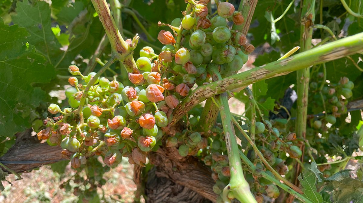 La grêle a ravagé une partie des vignes du Domaine du Vistre