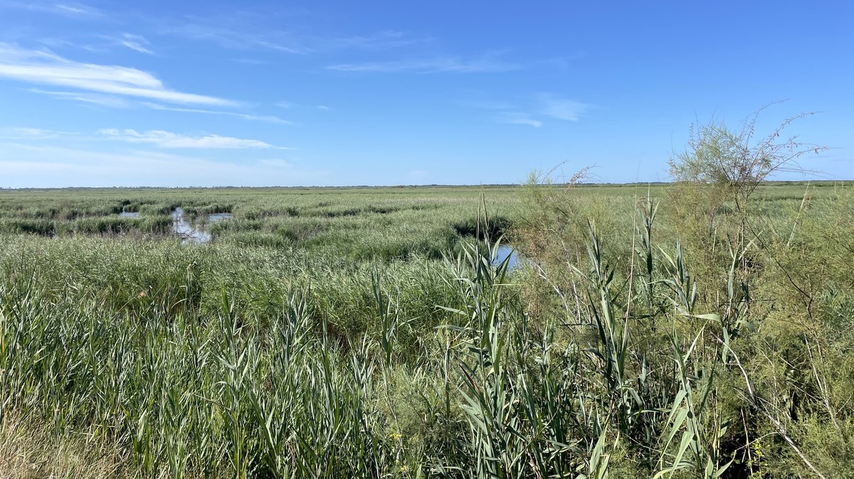 Gallician gaze Camargue 2025 (Photo Anthony Maurin)