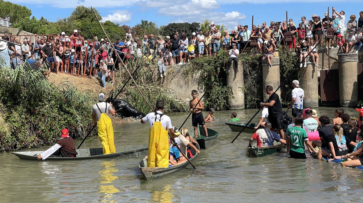 Gallician gaze Camargue 2025 (Photo Anthony Maurin)