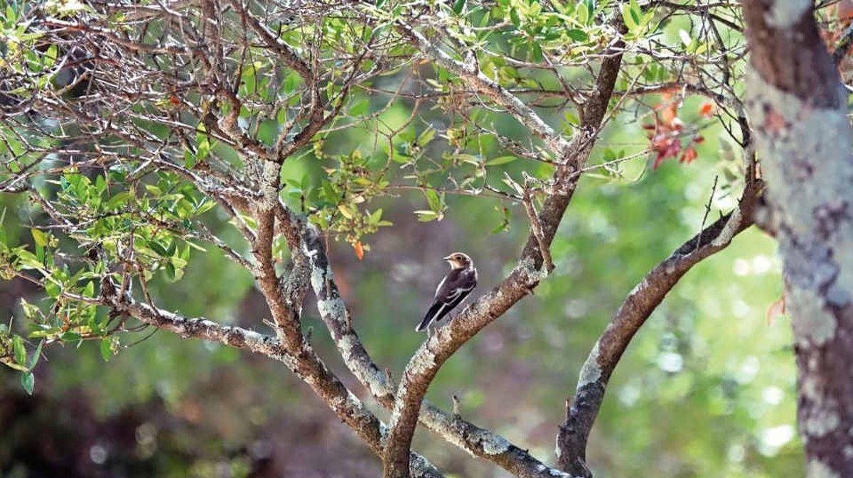 Oiseau au Bois des Espeisses (Photo Archives Ville de Nîmes)