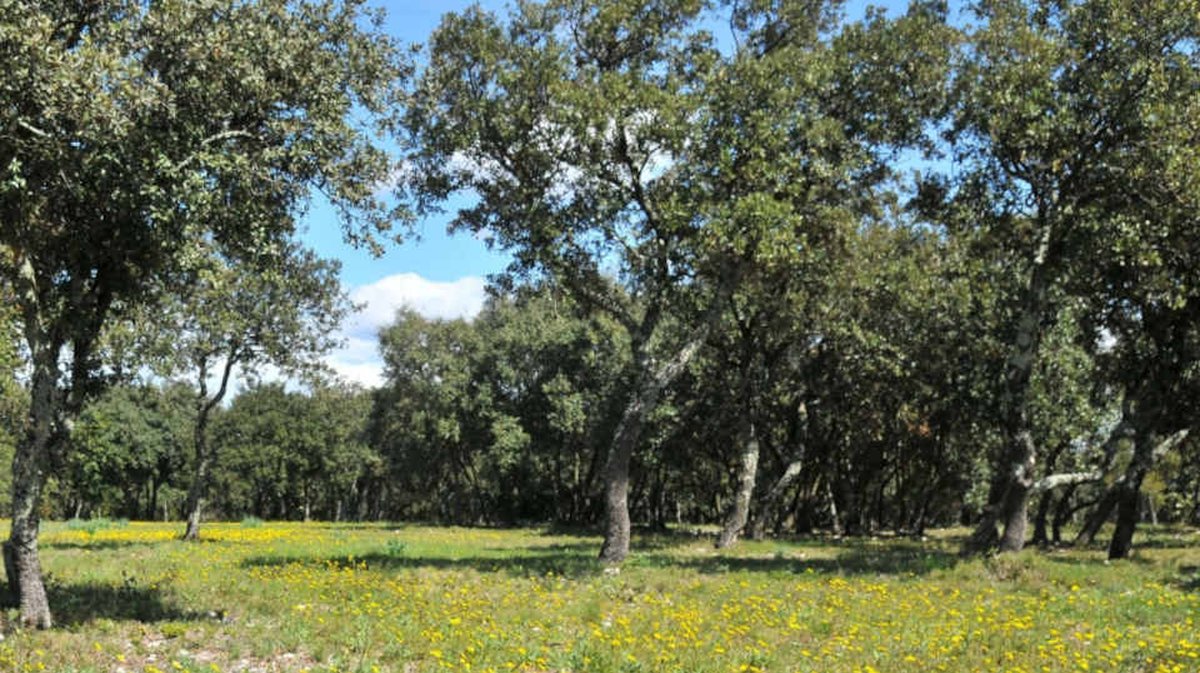 Prairie bois des espeisses (Photo Archives Ville de Nîmes)
