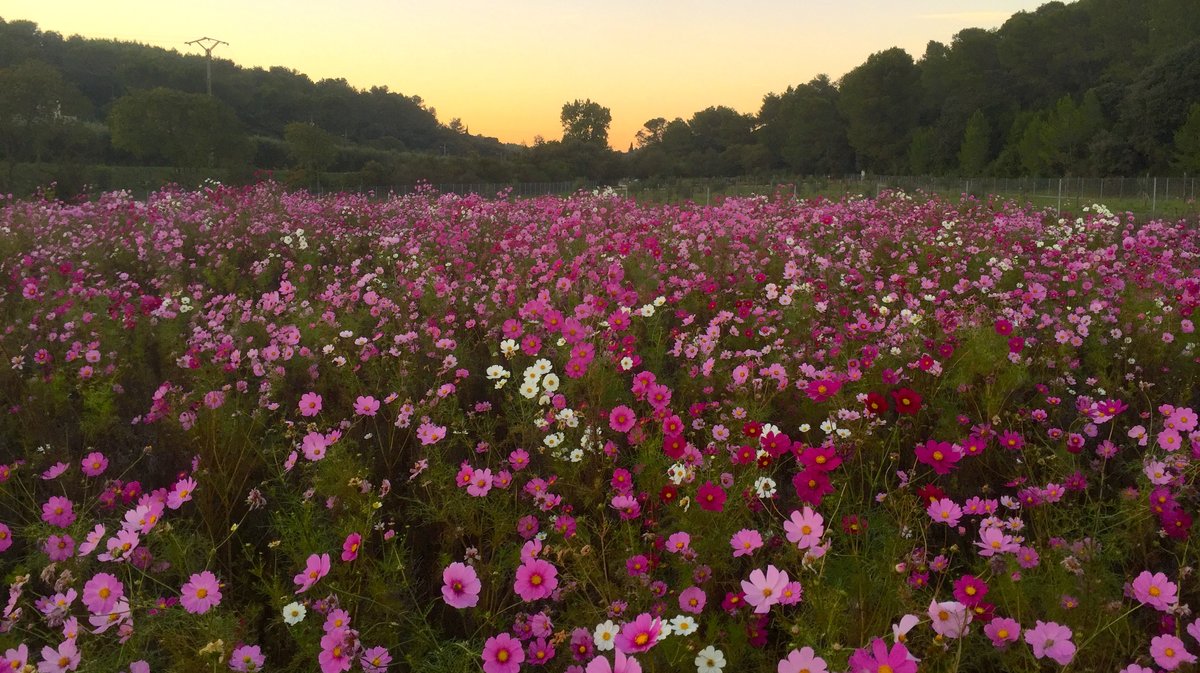 Domaine d'Escattes (Photo Archives Anthony Maurin)