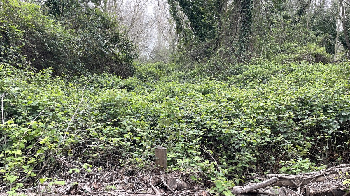 Bois des noyers (Photo Archives Anthony Maurin)