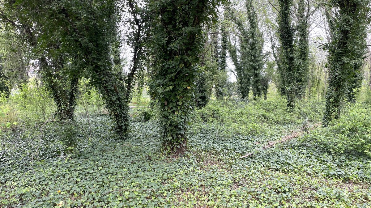 Bois des noyers (Photo Archives Anthony Maurin)