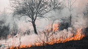Incendie garrigue