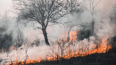 Incendie garrigue