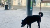 Arrêté municipal chiens en laisse et déjections