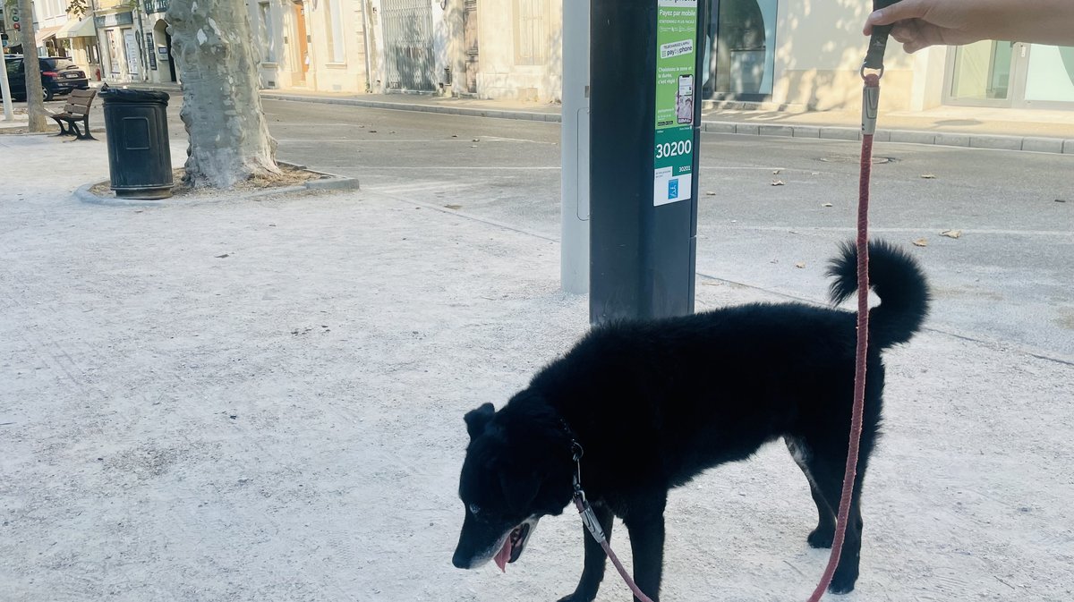 Arrêté municipal chiens en laisse et déjections