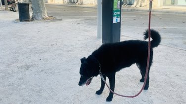 Arrêté municipal chiens en laisse et déjections