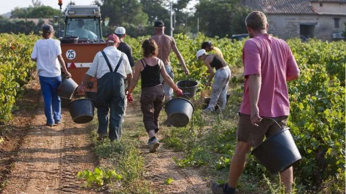 Vendanges en Vallée du Rhône