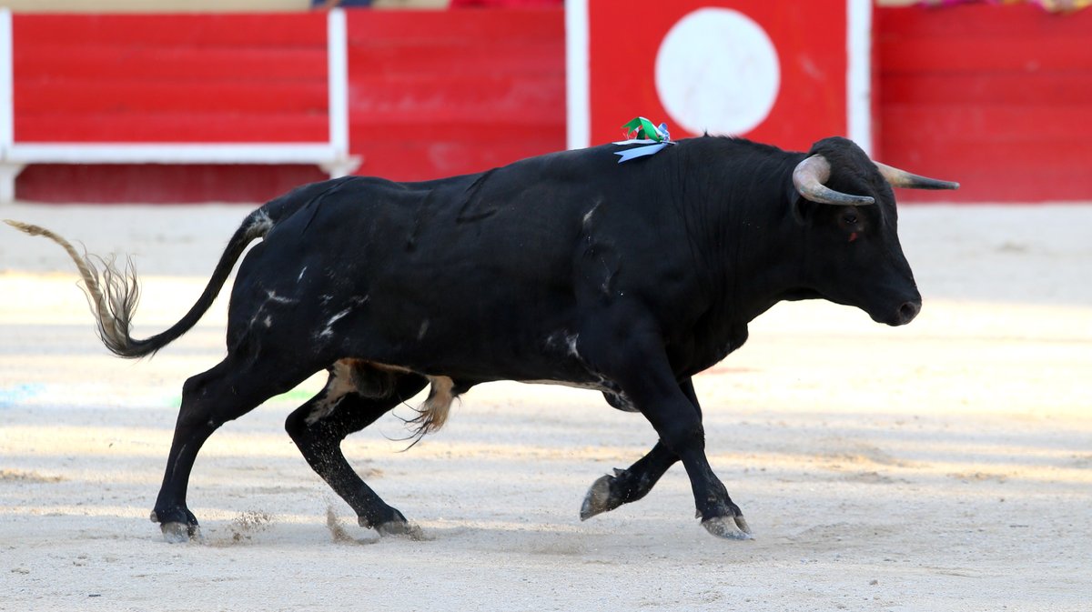Novillada sans picadors de François André et Bernard Taurelle pour Clovis, Cristian Restrepo Medina et Hugo Tarbelli Finale du bolsin de Nîmes Métropole (Photo Anthony Maurin)