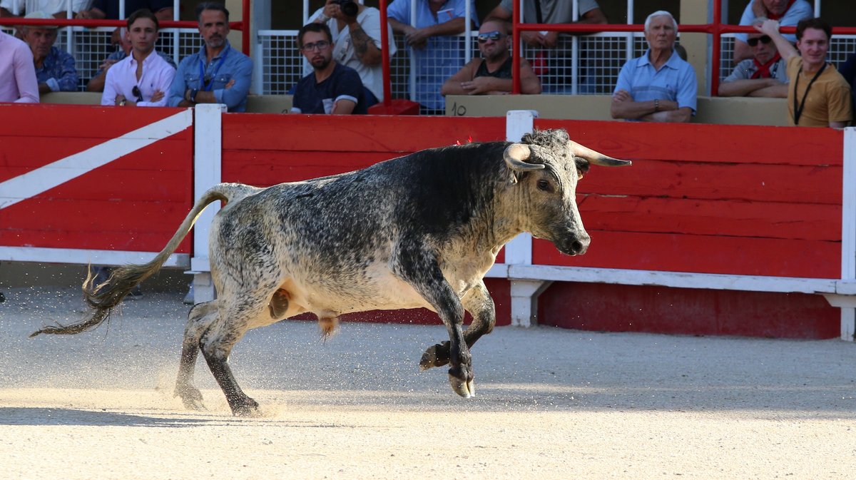 Novillada sans picadors de François André et Bernard Taurelle pour Clovis, Cristian Restrepo Medina et Hugo Tarbelli Finale du bolsin de Nîmes Métropole (Photo Anthony Maurin)