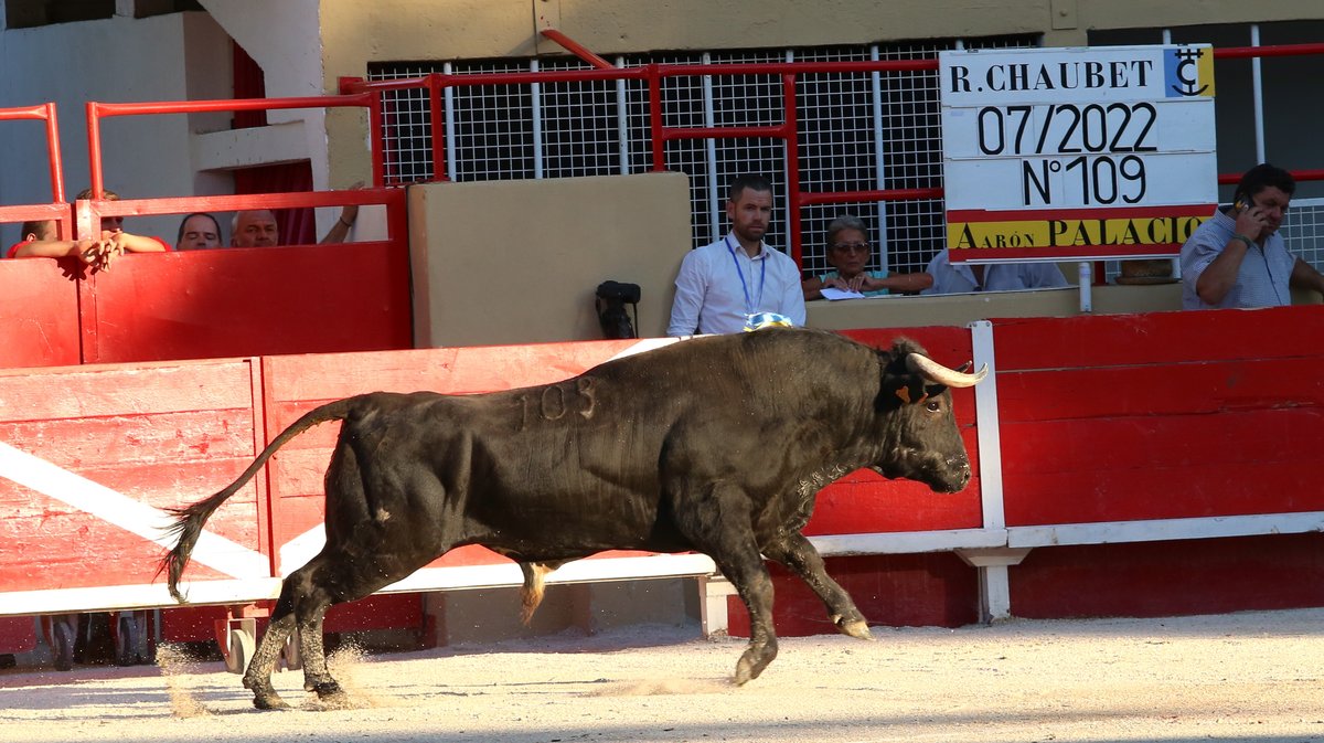 Novillada de La Suerte, François André, Tardieu Frères, Raphaël Chaubet, Malaga et Blohorn pour Aaron Palacio, Julio Norte et Victor (Photo Anthony Maurin)