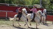 Soirée camarguaise - Manade du Joncas