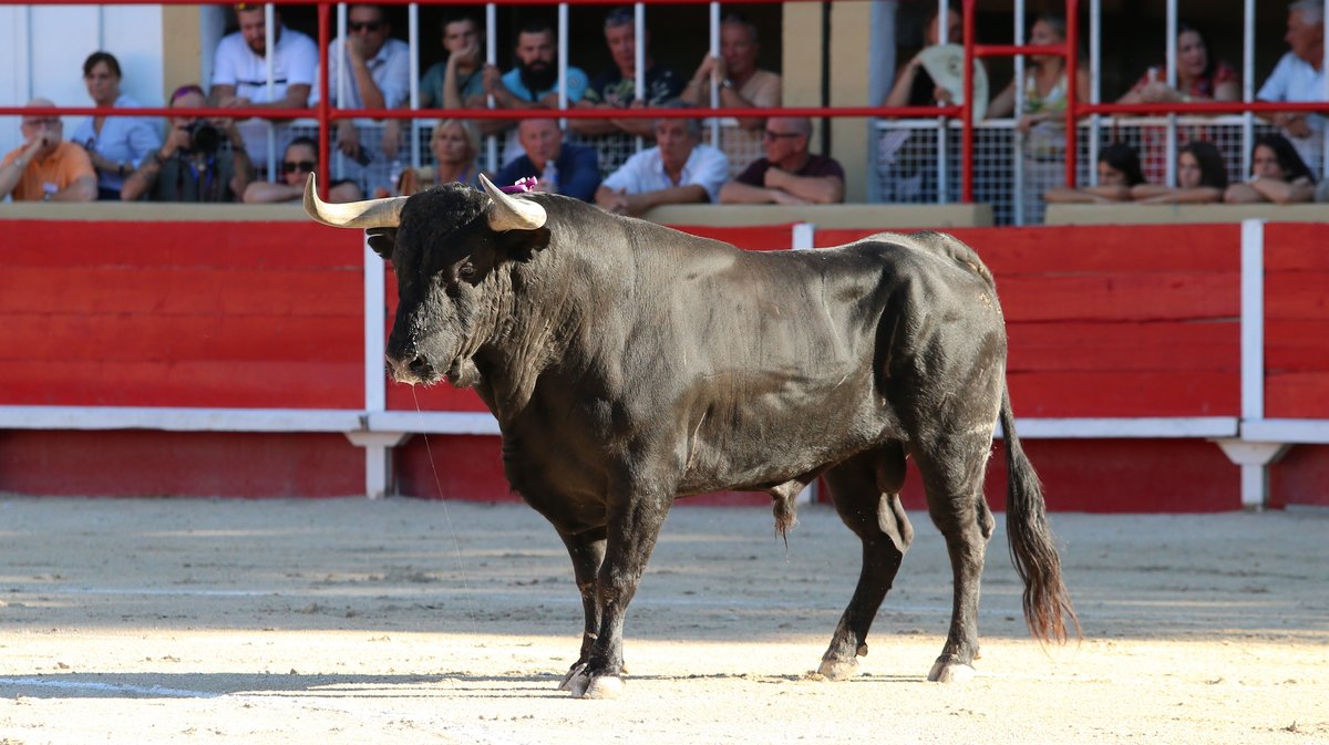 Corrida de Luis Algarra Polera pour Carlos Olsina, Solal et Samuel Navalon (Photo Anthony Maurin)