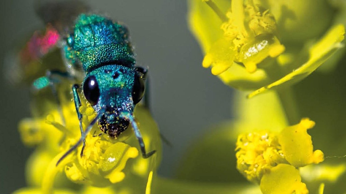 Vrai visage des insectes Séverine Bignon Vauvert