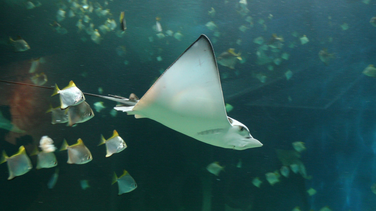 Seaquarium