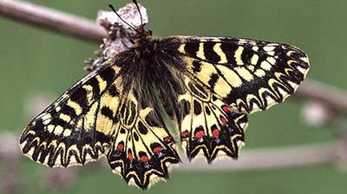 Le papillon La Diane