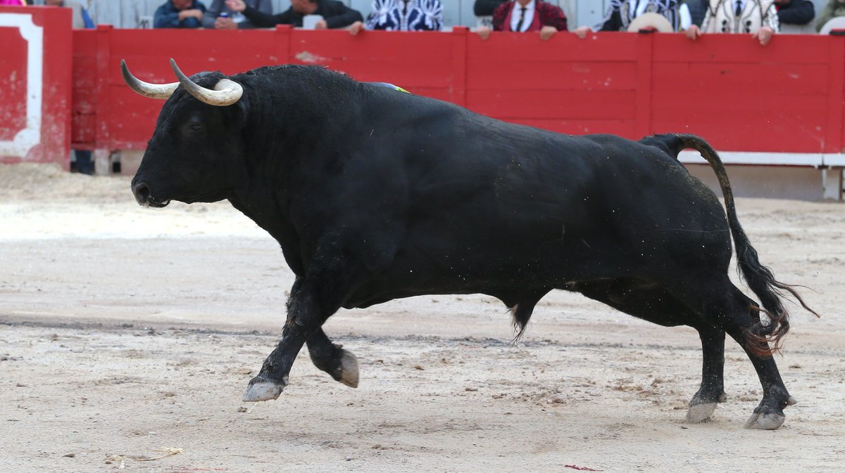 1 Corrida goyesque d'Alvaro Nuñez pour Alejandro Talavante, Daniel Luque et Marco Perez (Photo Anthony Maurin)CV4P3037