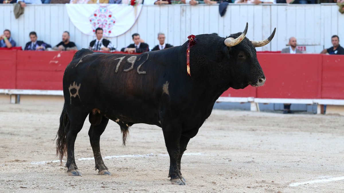 Corrida de Robert Margé pour Juan Leal, Diego San Roman et Samuel Navalon (Photo Anthony Maurin)