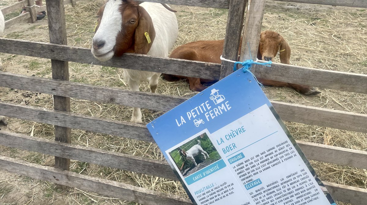 Fête de la Chèvre