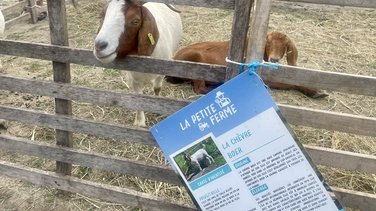 Fête de la Chèvre