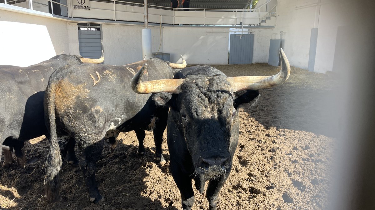 Présentation des toros de la feria des Vendanges Nîmes (Photo Anthony Maurin)