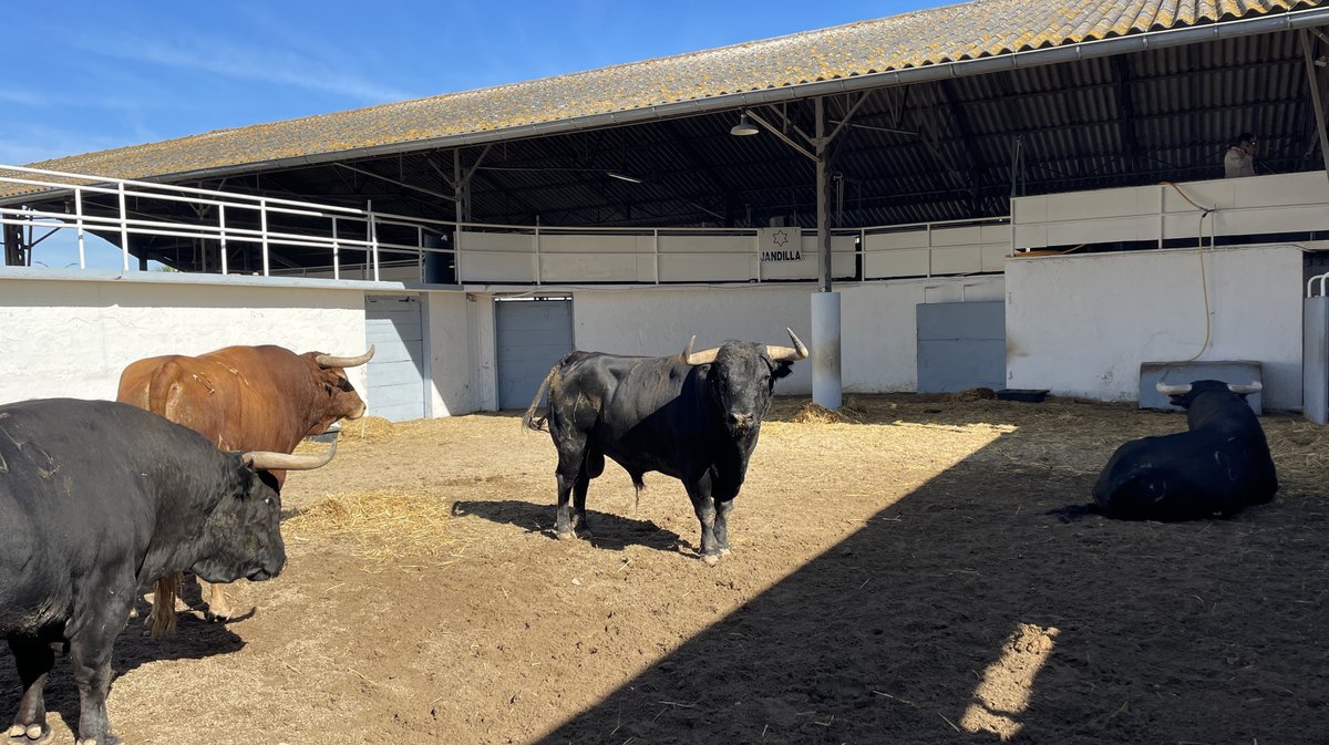Présentation des toros de la feria des Vendanges Nîmes (Photo Anthony Maurin)