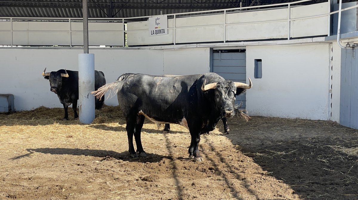 Présentation des toros de la feria des Vendanges Nîmes (Photo Anthony Maurin)