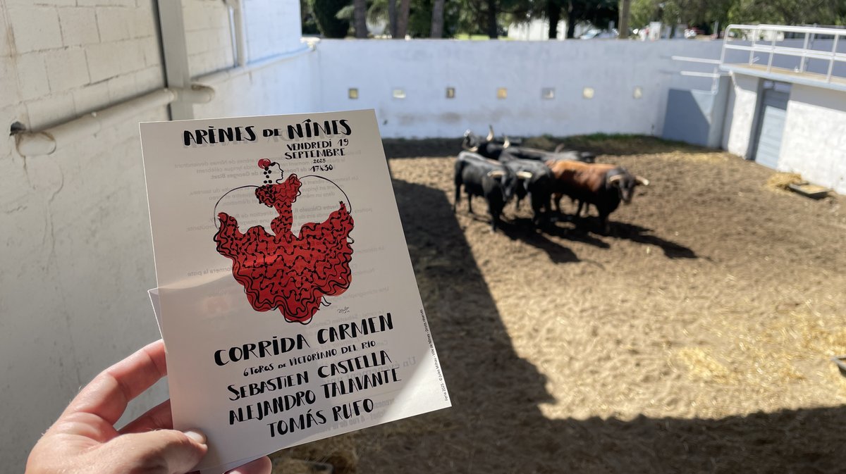 Présentation des toros de la feria des Vendanges Nîmes (Photo Anthony Maurin)
