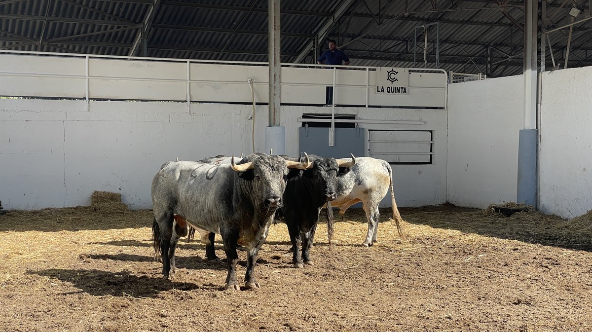 Présentation des toros de la feria des Vendanges Nîmes (Photo Anthony Maurin)