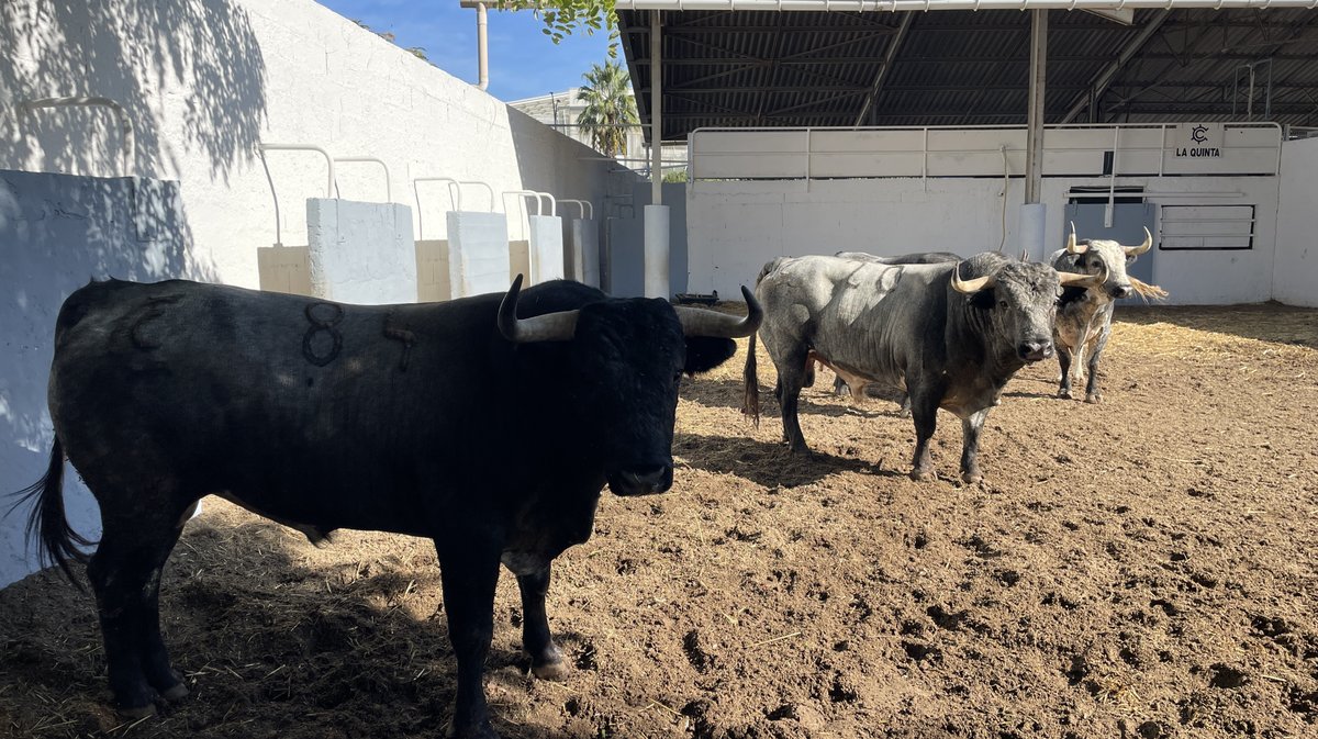 Présentation des toros de la feria des Vendanges Nîmes (Photo Anthony Maurin)