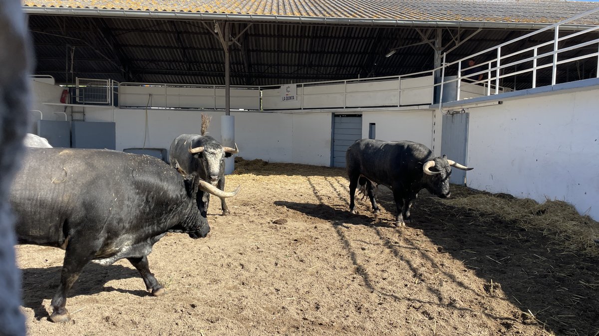 Présentation des toros de la feria des Vendanges Nîmes (Photo Anthony Maurin)