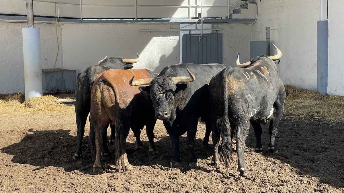 Présentation des toros de la feria des Vendanges Nîmes (Photo Anthony Maurin)