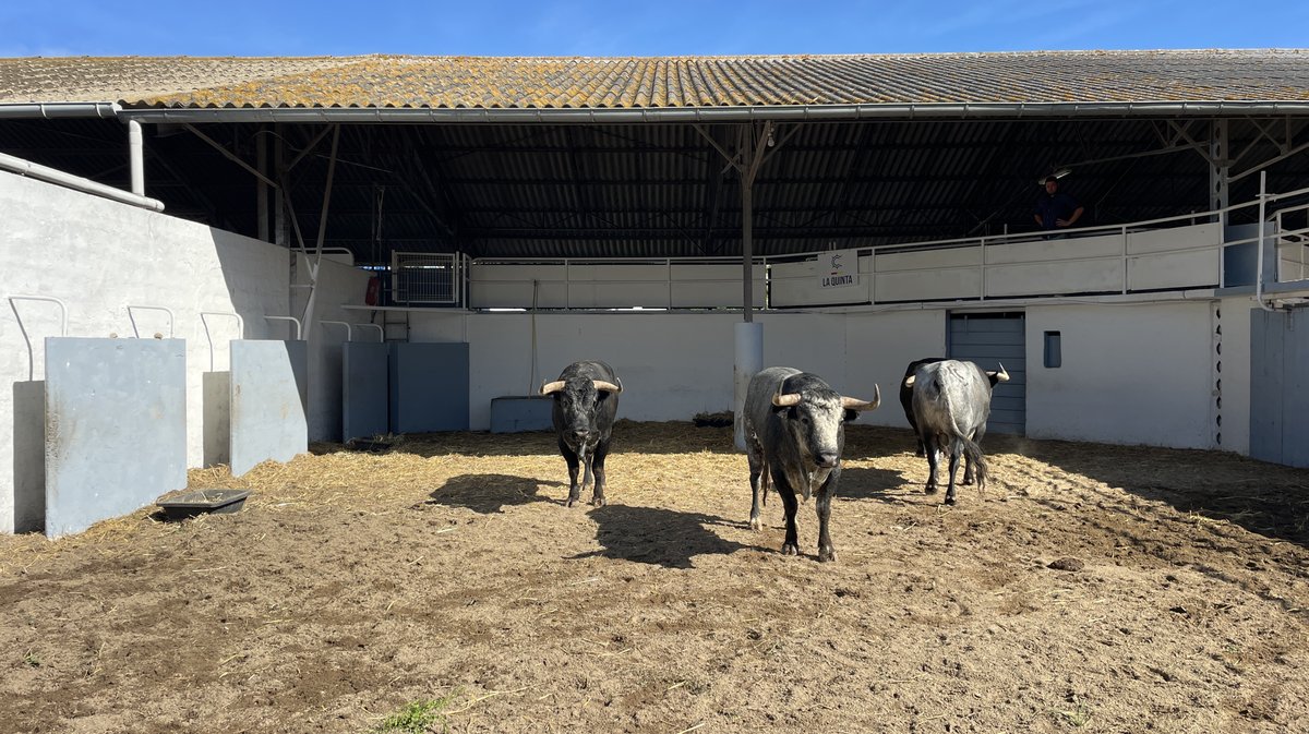 Présentation des toros de la feria des Vendanges Nîmes (Photo Anthony Maurin)