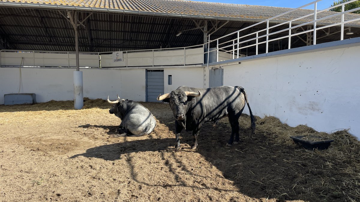 Présentation des toros de la feria des Vendanges Nîmes (Photo Anthony Maurin)