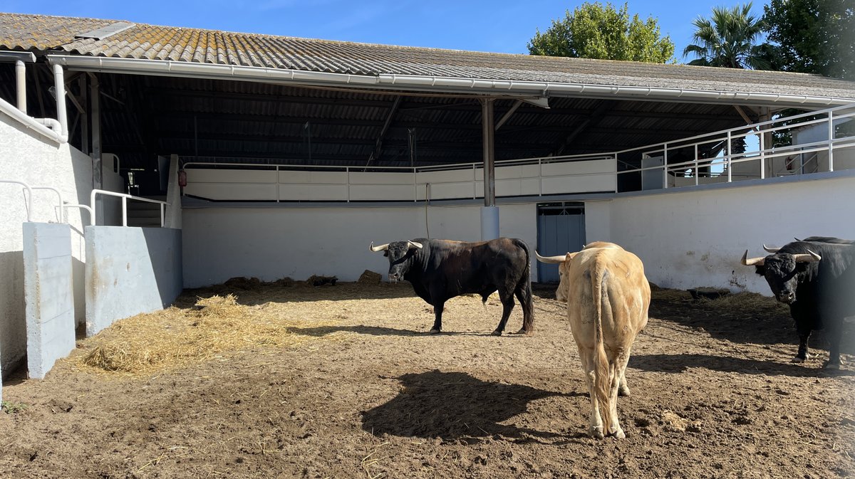 Présentation des toros de la feria des Vendanges Nîmes (Photo Anthony Maurin)